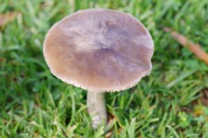 mushroom, colore